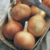 Onion Sets - Autumn Gold Improved