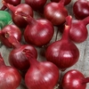 Onion Sets - Marshalls Red Fen (heat Prepared)