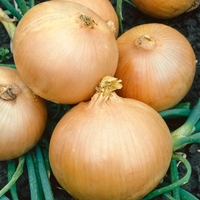 Onion Sets - Rumba (heat Prepared)