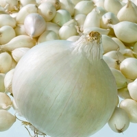 Onion Sets - Snowball