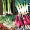 Onion,  Shallot And Leek Seed Collection