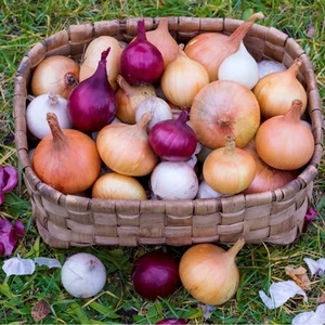 Onion Tri-colour Collection