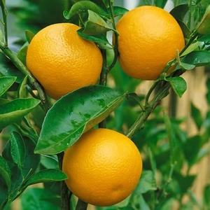 Orange Washington Navel - Tree