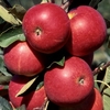 Orchard Garden Tree Collection 1x4
