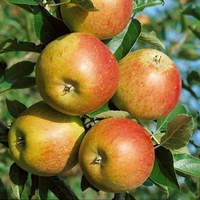Orchard Garden Tree Value Collection