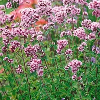 Oregano Seeds - (common)