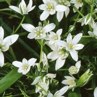 Ornithogalum Umbellatum - Star-of-bethlehem Bulbs