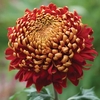 Outdoor Bloom Chrysanthemum - Hanenburg Red X5