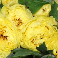 Paeonia Itoh Yellow Crown - Bare Root Perennial X1