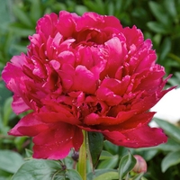 Paeonia Lactiflora Paul M Wild - Bare Root Perennial X1