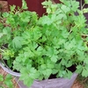 Parsley Seeds - Plain Leaved 2 (french)