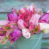 Pastel Beauty Tulip Collection - Tulip Bulbs
