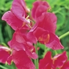 Pastel Pleasure Collection - Sweet Pea Seeds