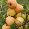 Patio Apple Tree - Golden Delicious X1