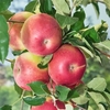 Patio Apple Tree - Jonagold 2l