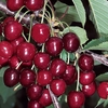 Patio Cherry Tree - Sasha X1
