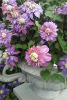 Patio Clematis Diamantina - Plants