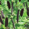 Pea Mangetout Seeds - Shiraz