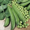 Pea Seeds - Alderman