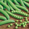 Pea Seeds - Geisha