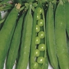 Pea Seeds - Hurst Green Shaft