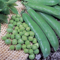 Pea Seeds - Kelvedon Wonder
