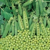 Pea Seeds - Spring
