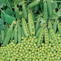 Pea Seeds - Spring
