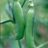 Pea Seeds - Twin Set