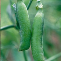 Pea Seeds - Twin Set