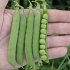 Pea Twinset X9 -plants
