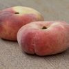Peach Tree - Flat - Doughnut Shaped X1