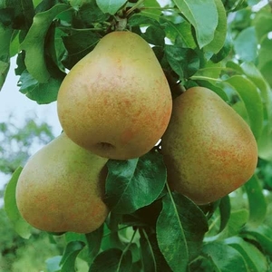 Pear Beurre Hardy - Tree