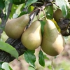 Pear Conference - Tree