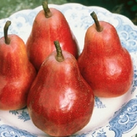 Pear Sensation - Tree