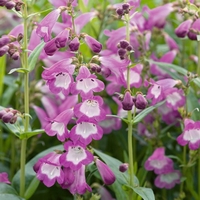 Penstemon Collection 1x5 Plants