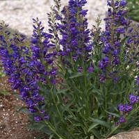 Penstemon Plants - Riding Hood Delft Blue X5