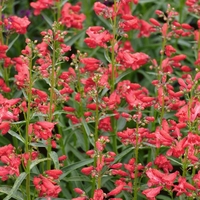 Penstemon Riding Hood Red X5 Plants