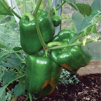 Pepper Ace Plants - Grafted Plants