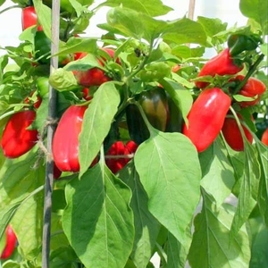 Pepper Seeds - Snackbite Red