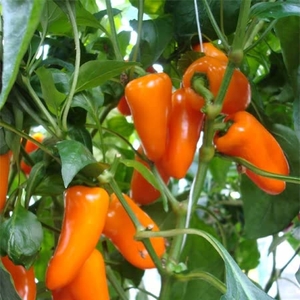 Pepper Snackbite Orange X 3 - Plants