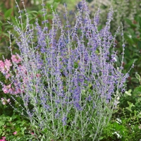 Perovskia Blue Spire- Shrub