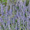 Perovskia Blue Spire 3l Potted Shrub