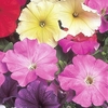 Petunia Celebrity Mix - Seeds