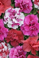 Petunia Double Bonanza Mix-plants