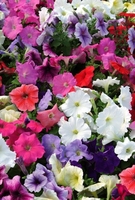 Petunia Frenzy Mirage Mixed-plants
