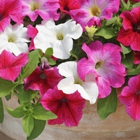 Petunia Frenzy Rosy Day - Plants