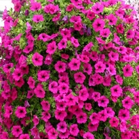 Petunia Surfinia Purple X5