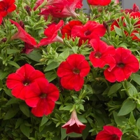 Petunia Surfinia Scarlet Red X5