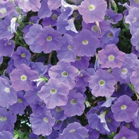 Petunia Surfinia Sky Blue - Plants